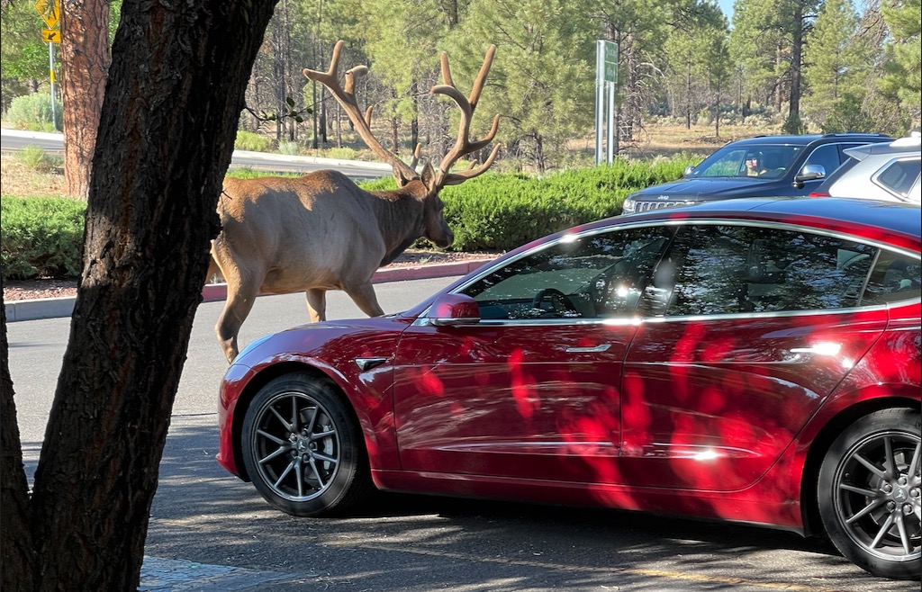 Elk Vs Tesla: FIGHT